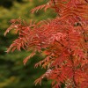 Sorbus 'Dodong' - Pihlakas 'Dodong' C6/6L